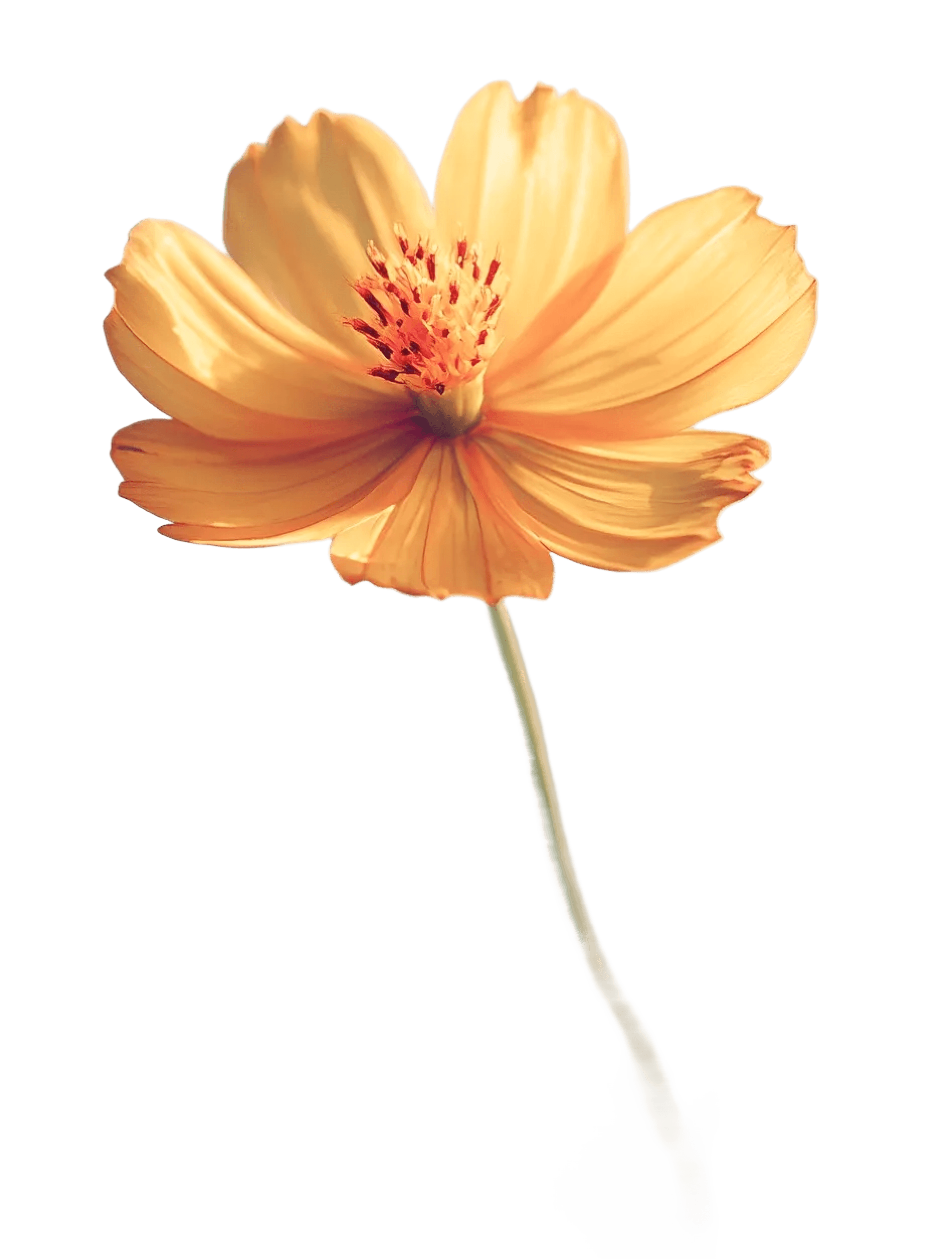 Golden cosmos flower